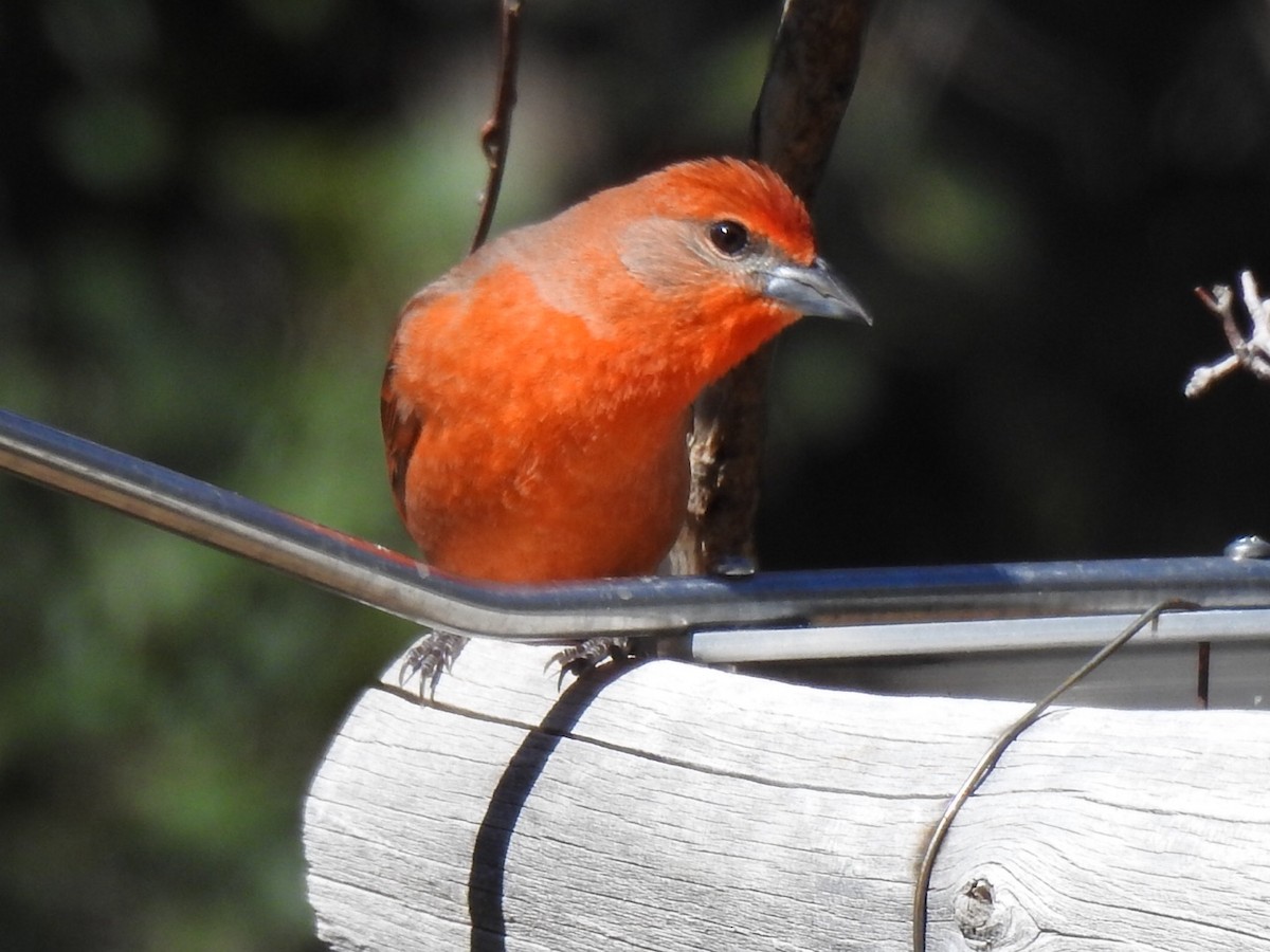 Hepatic Tanager - ML617018733