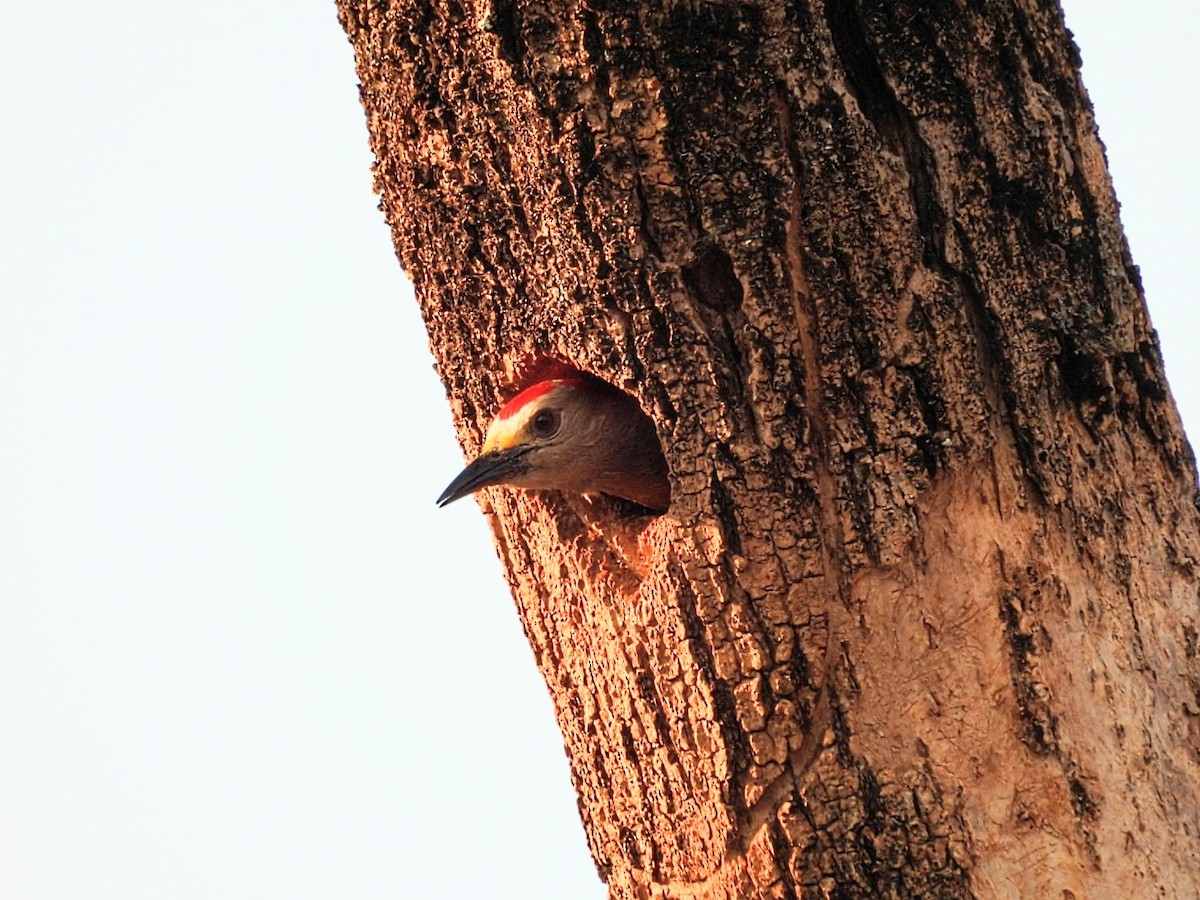 Golden-fronted Woodpecker - ML617018783