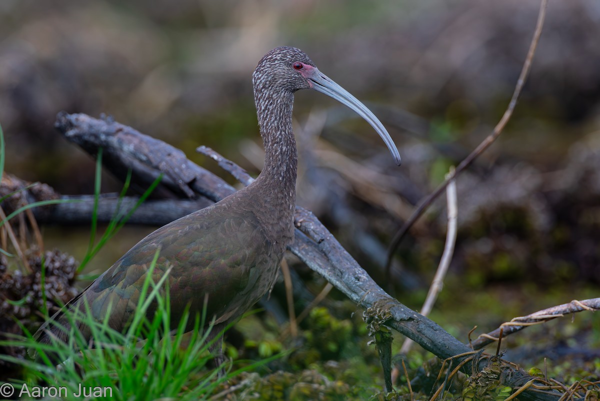ibis americký - ML617018820