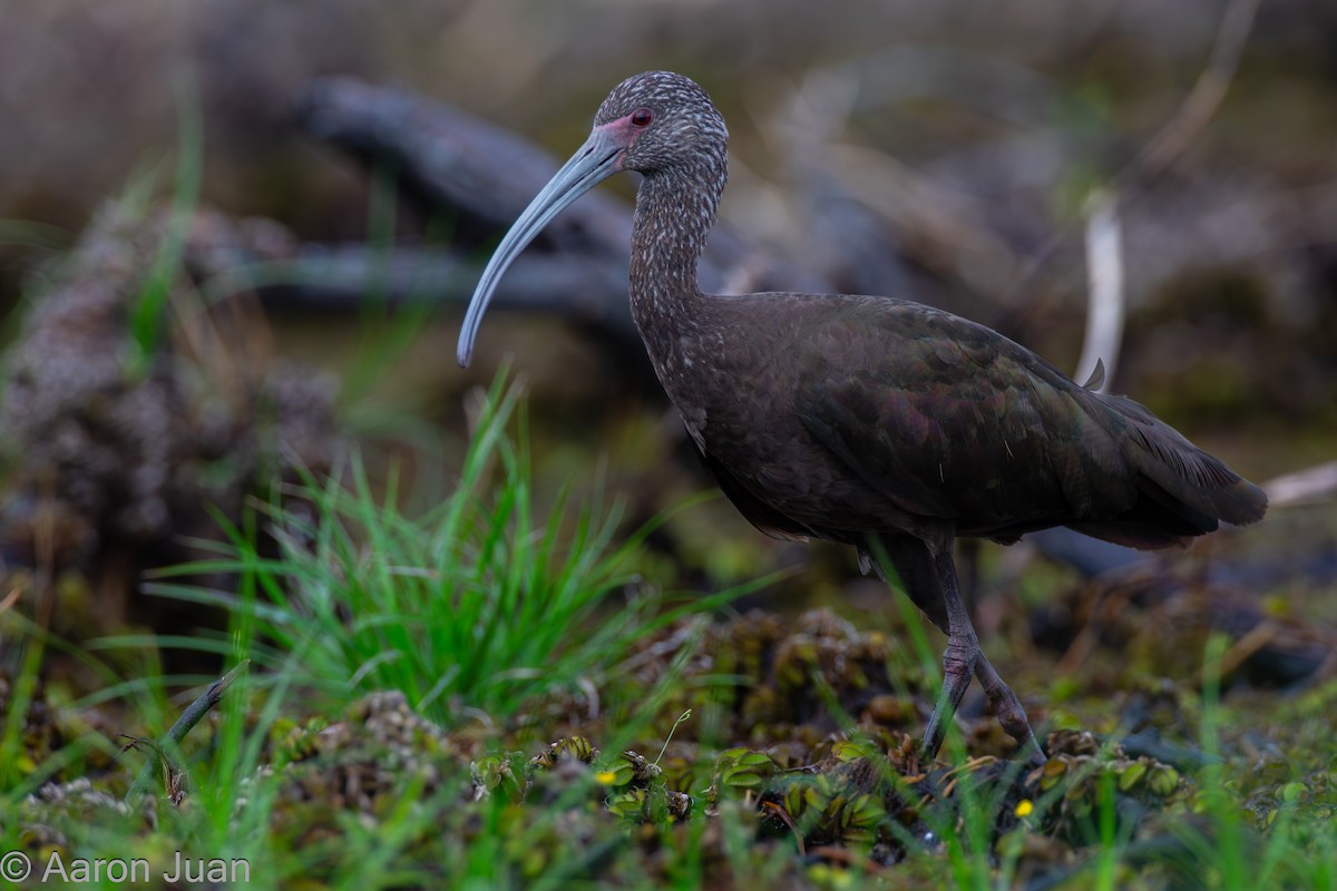 ibis americký - ML617018827