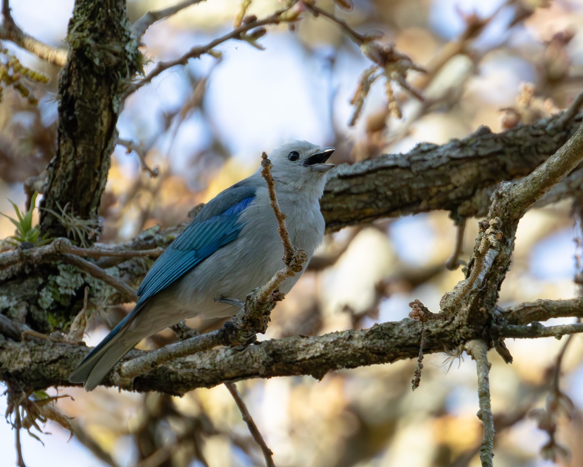 Blue-gray Tanager - ML617018849