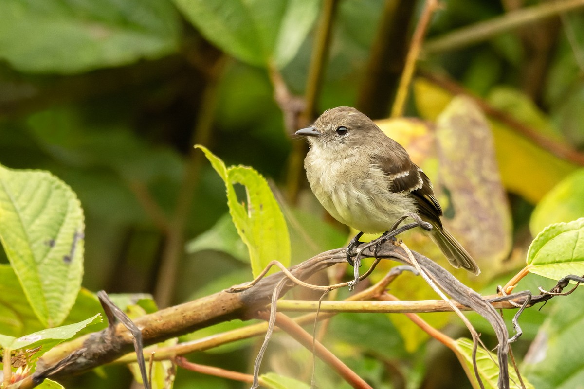 Olive-chested Flycatcher - ML617018971