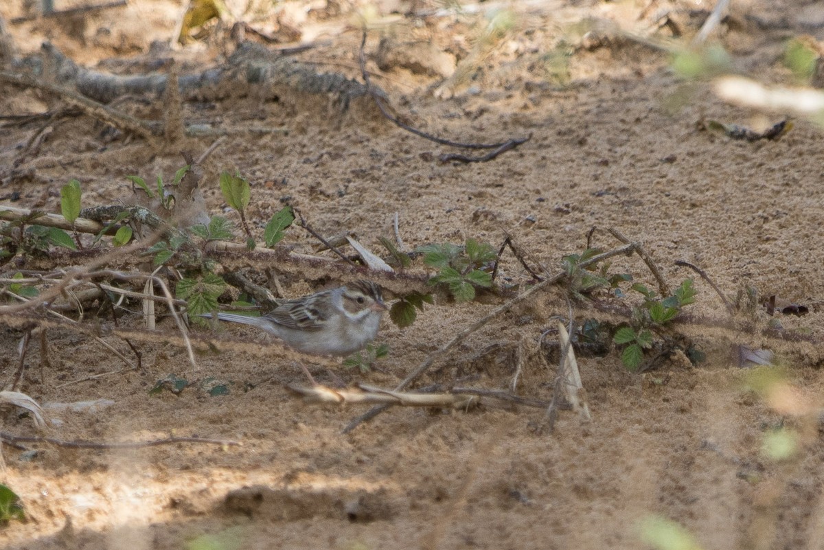 Clay-colored Sparrow - ML617018990