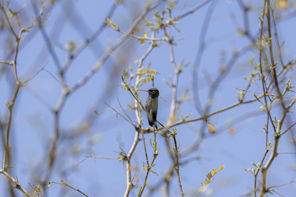Broad-billed Hummingbird - ML617018999