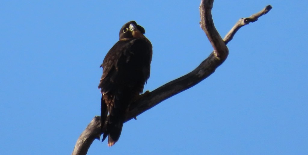 Peregrine Falcon (Australian) - ML617019126