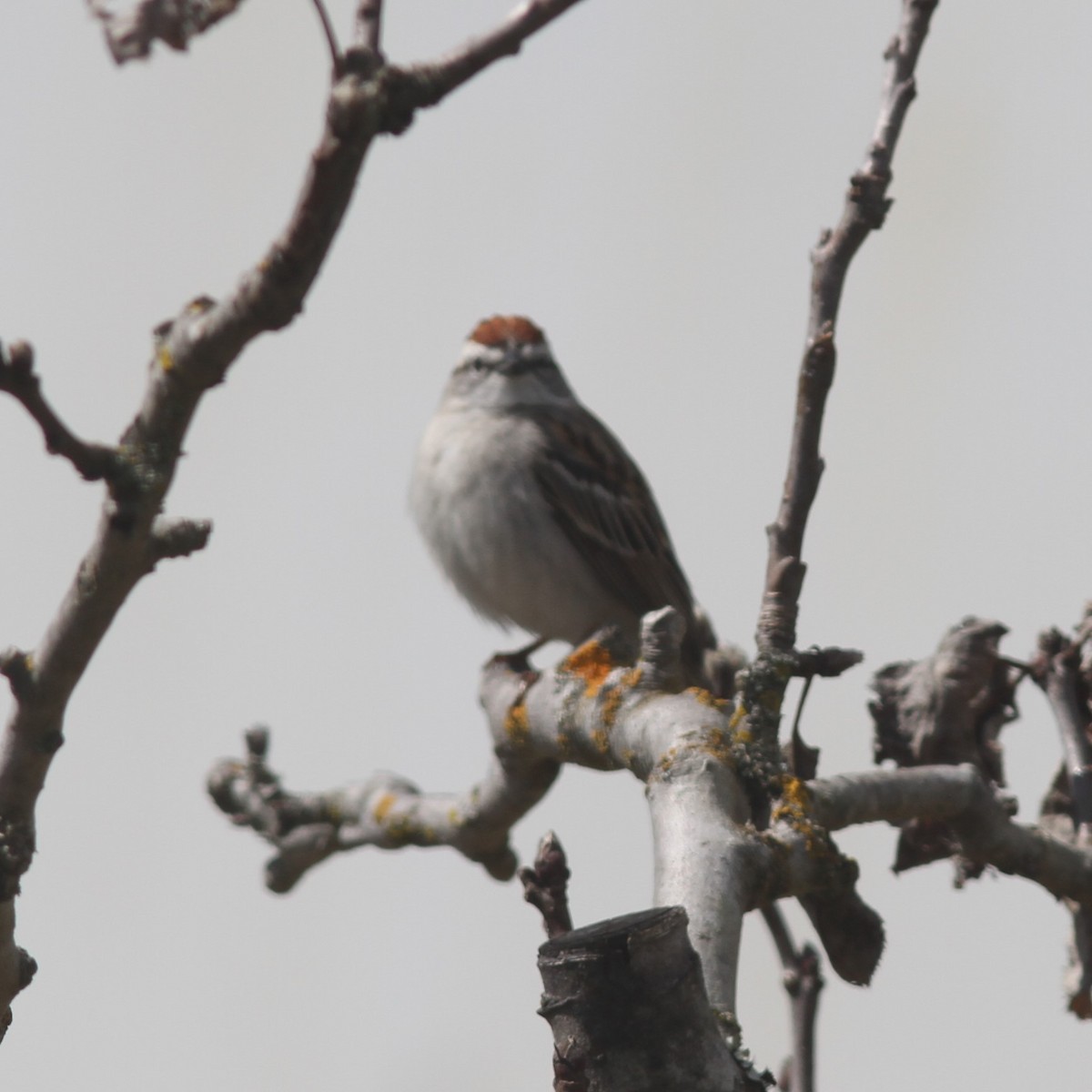 Chipping Sparrow - ML617019127