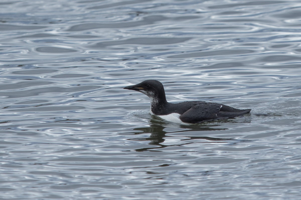 Thick-billed Murre - ML617019152