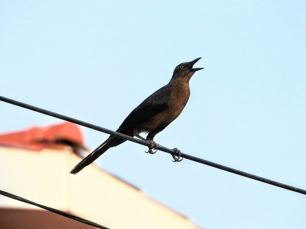 Great-tailed Grackle - ML617019194