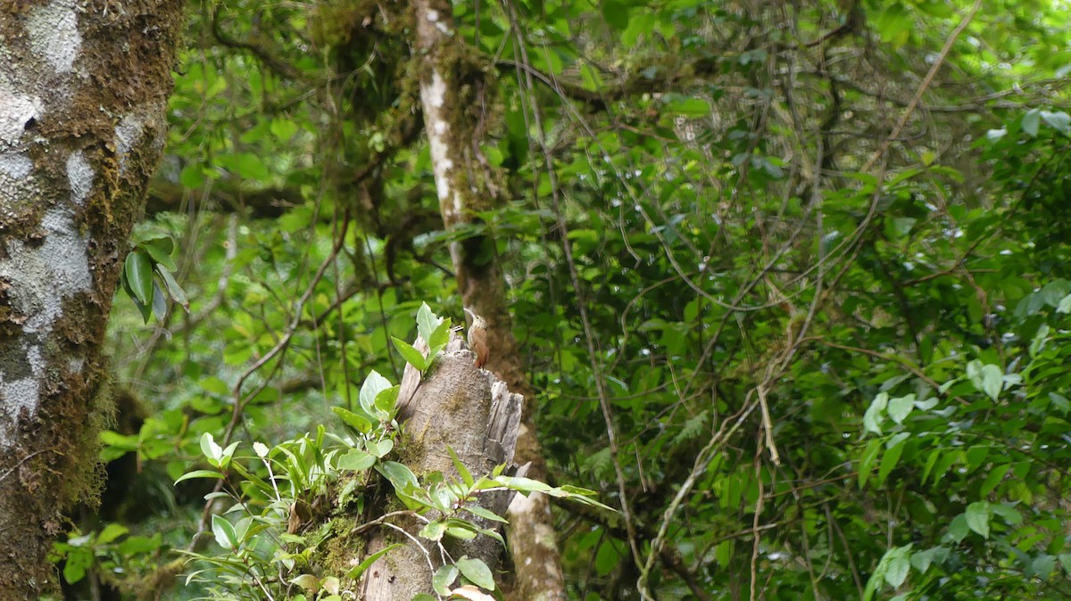 Spot-crowned Woodcreeper - ML617019201