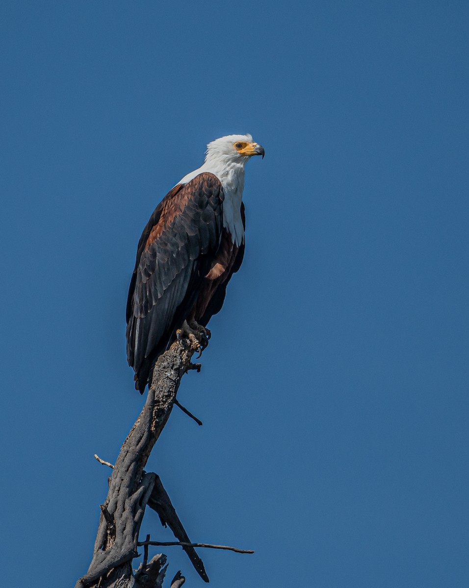 African Fish-Eagle - ML617019235
