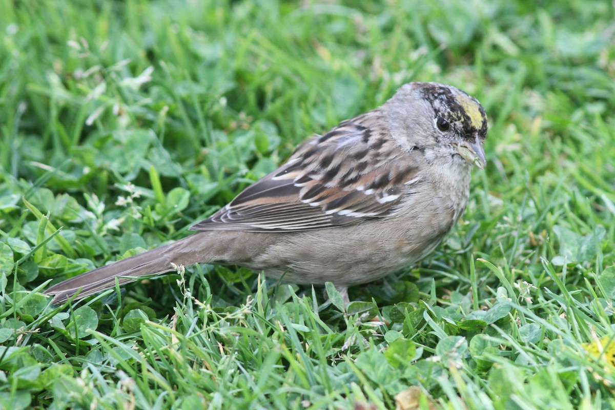 Golden-crowned Sparrow - ML617019344