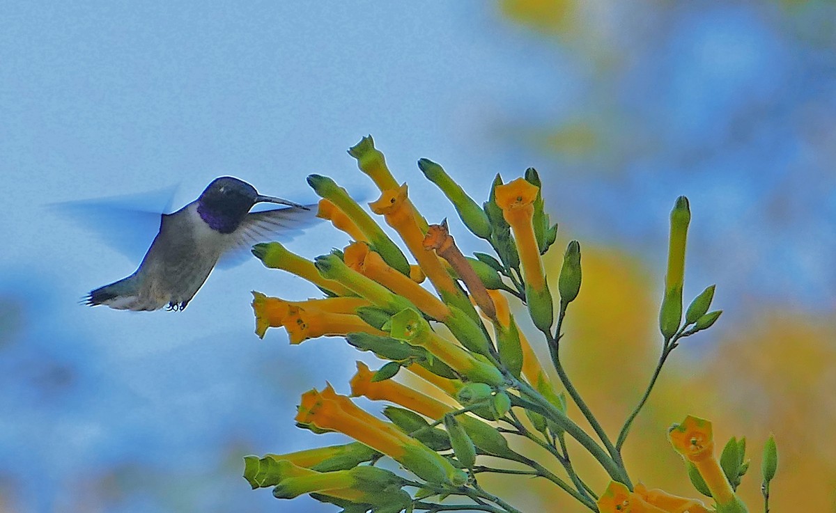 Black-chinned Hummingbird - ML617019358