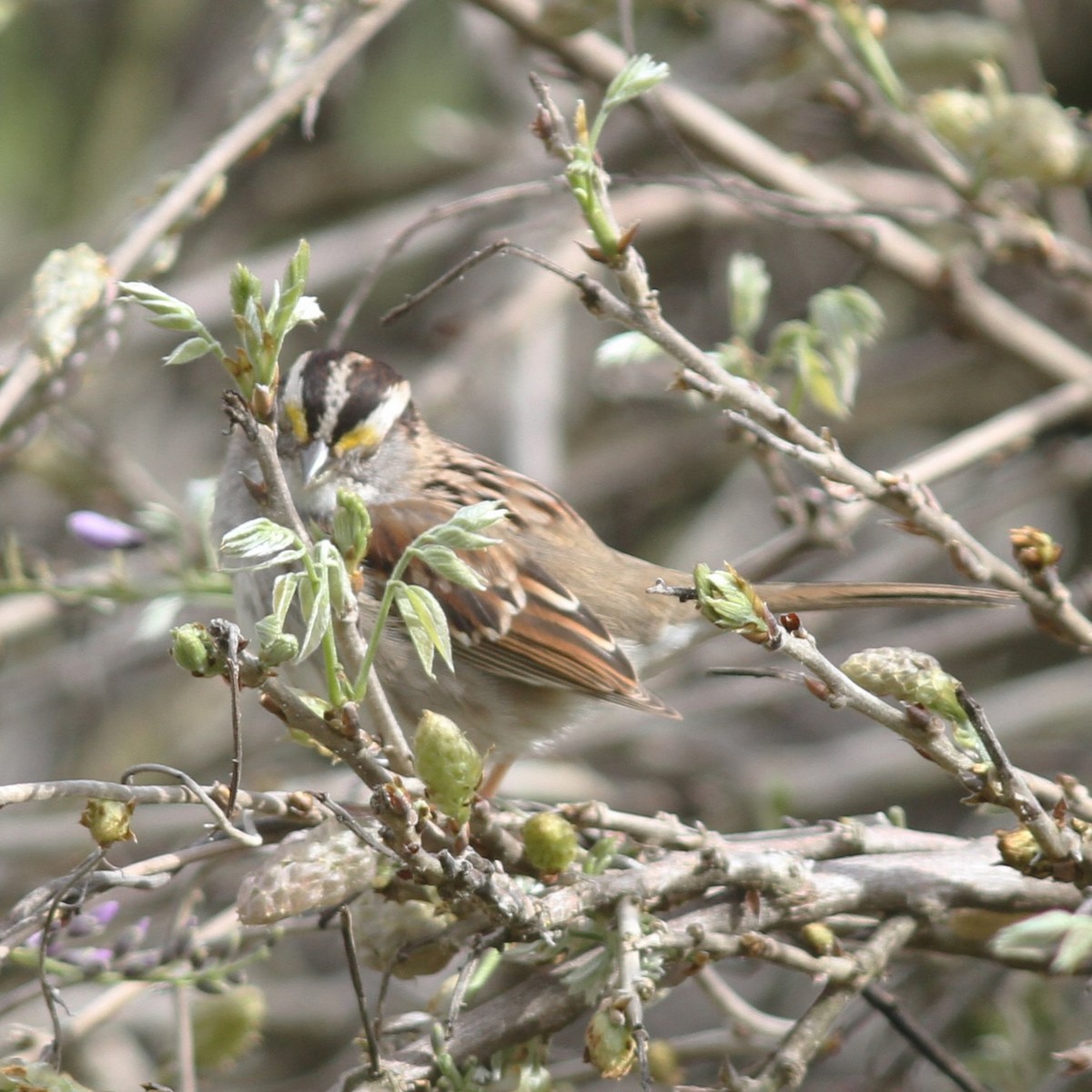 White-throated Sparrow - ML617019369