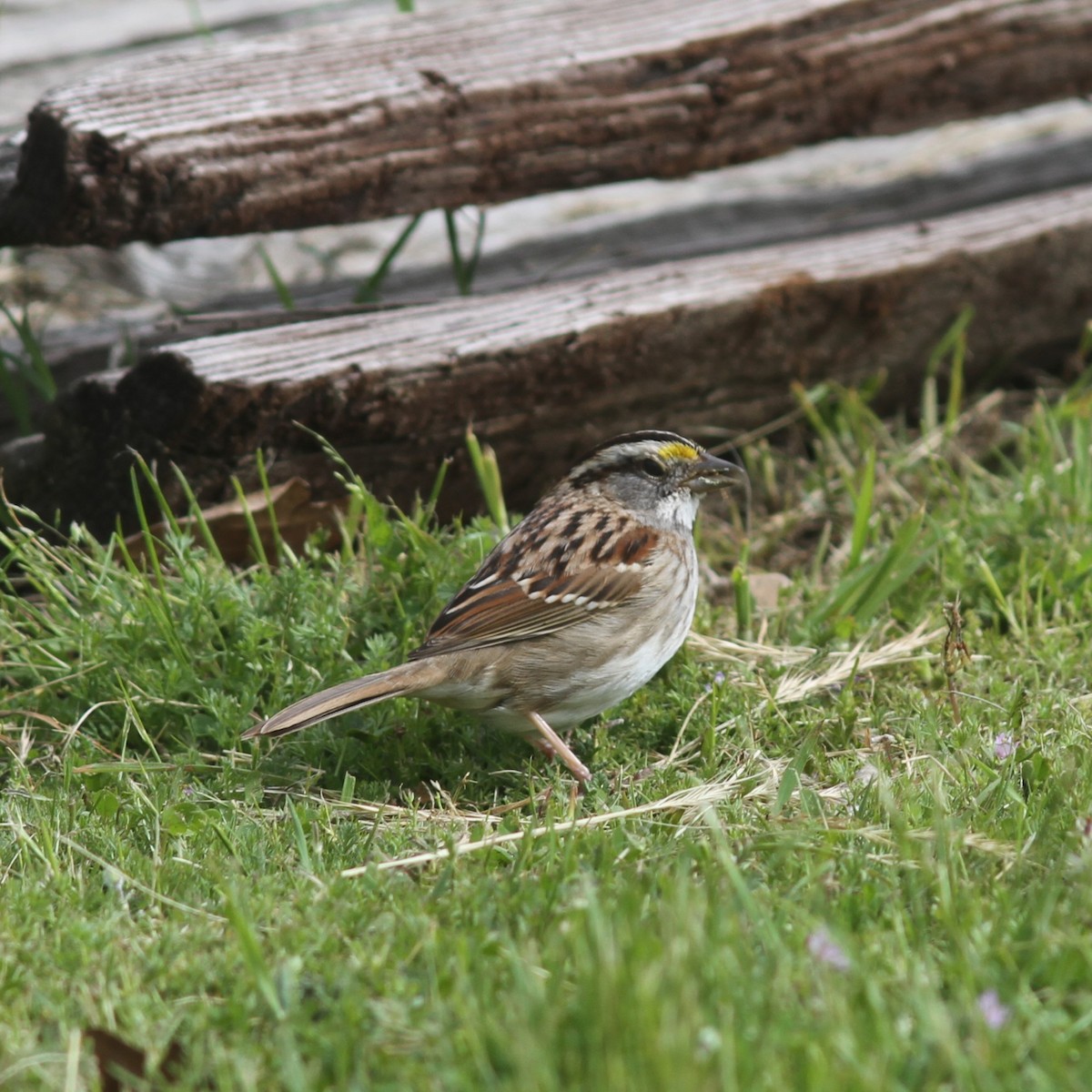 White-throated Sparrow - ML617019370