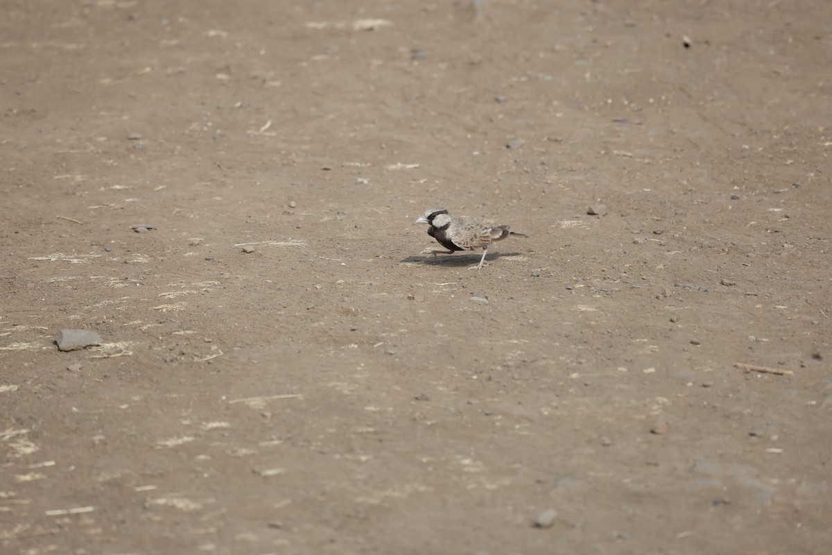 Ashy-crowned Sparrow-Lark - ML617019598