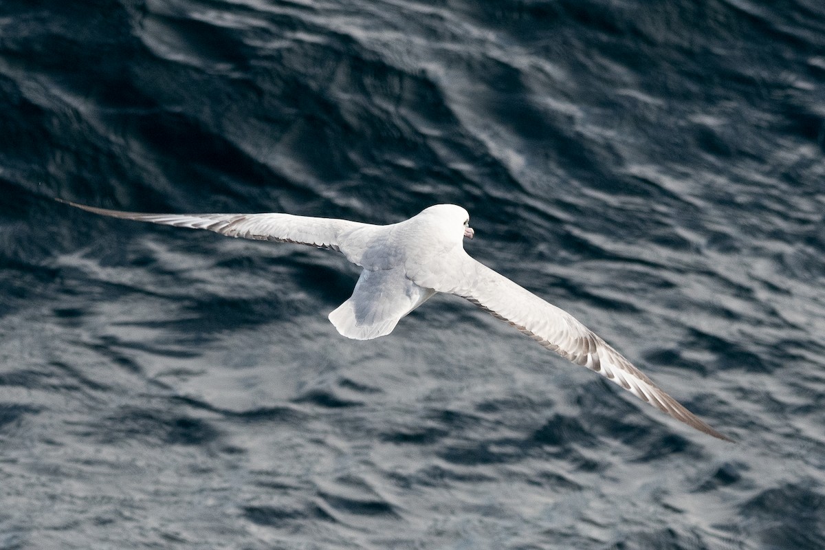 Southern Fulmar - Peter North
