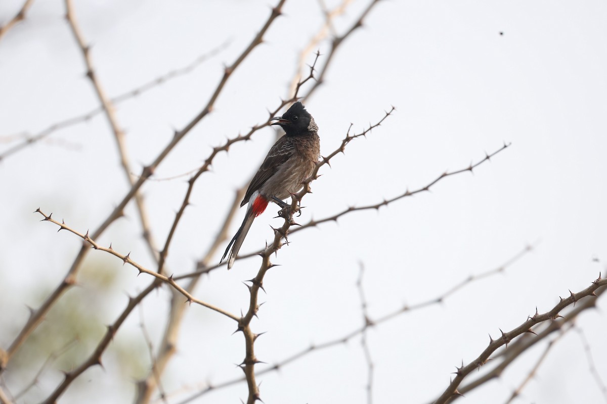 Red-vented Bulbul - ML617019694