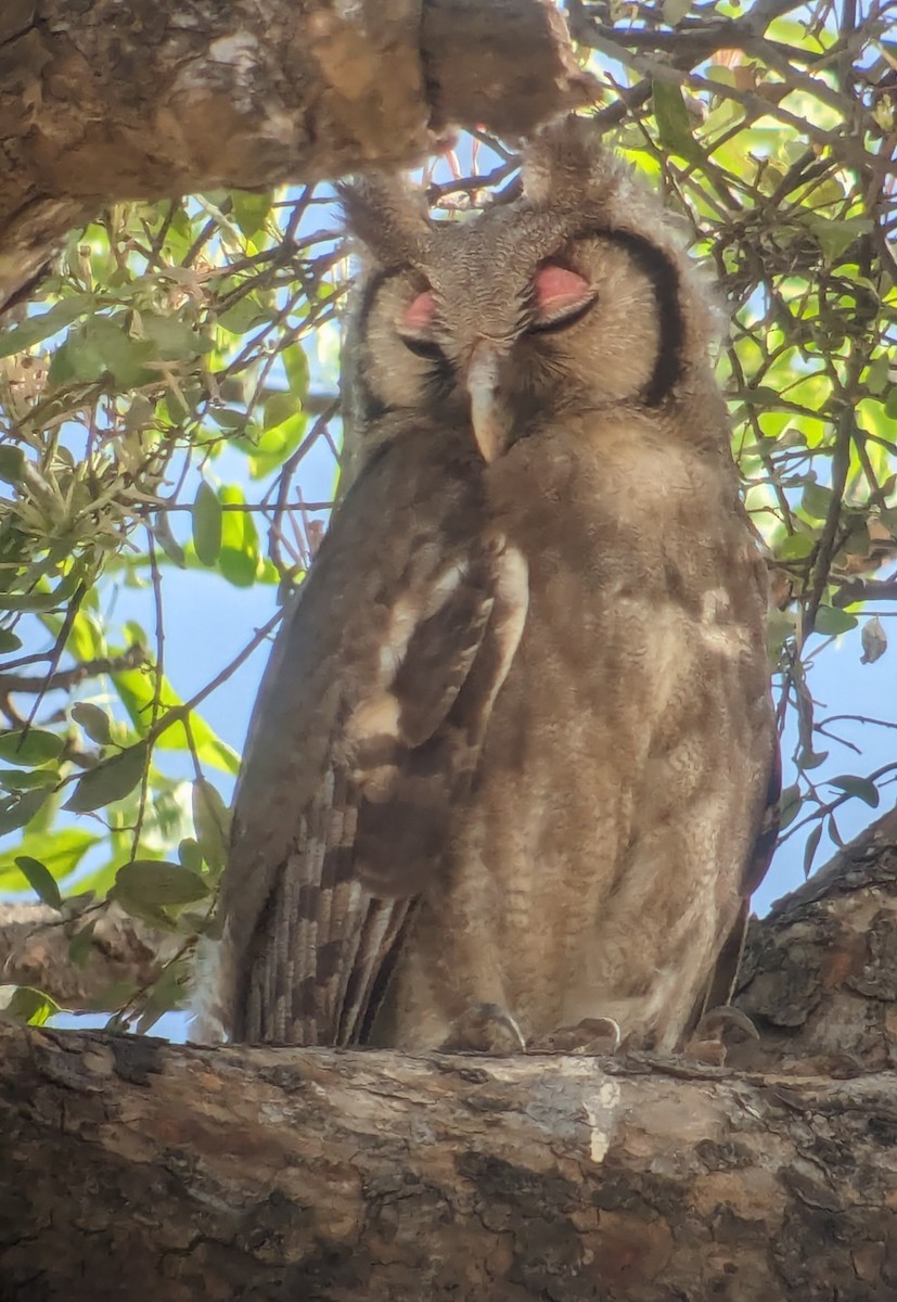 Verreaux's Eagle-Owl - Patrick Temple