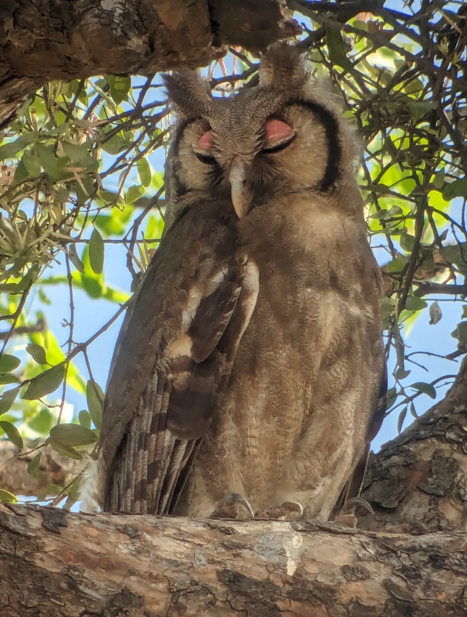 Verreaux's Eagle-Owl - ML617019731
