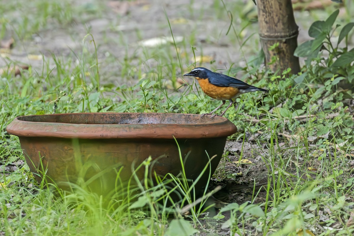 Indian Blue Robin - ML617019783