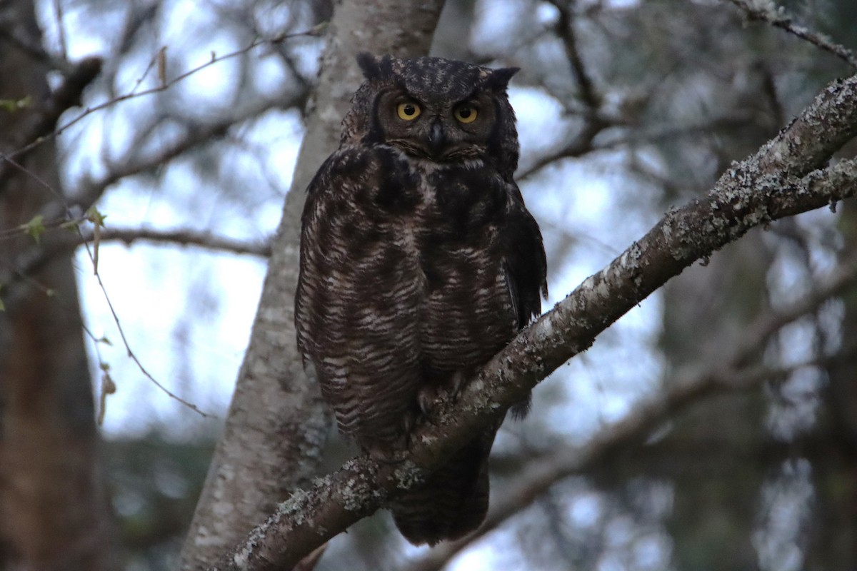 Great Horned Owl - ML617019788
