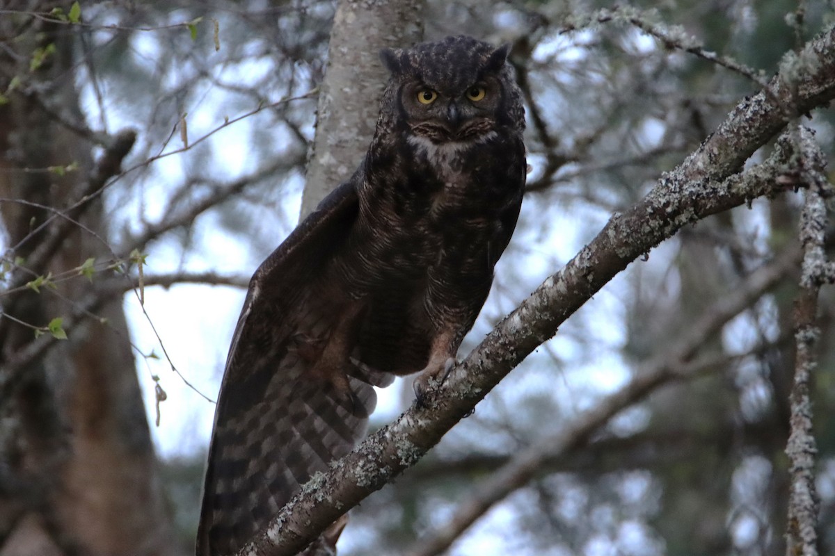 Great Horned Owl - ML617019799