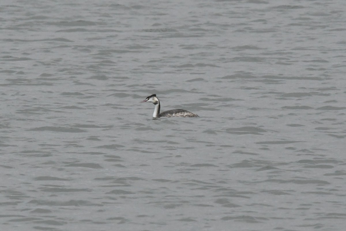 Great Crested Grebe - ML617019915