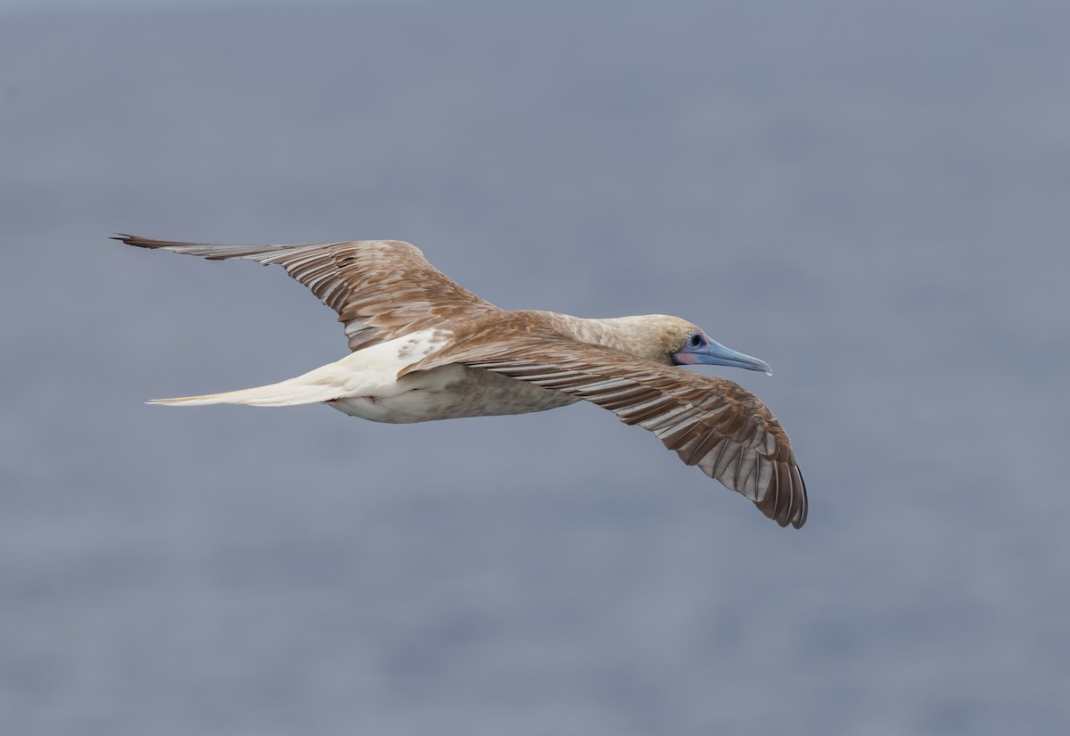 Red-footed Booby - ML617019917