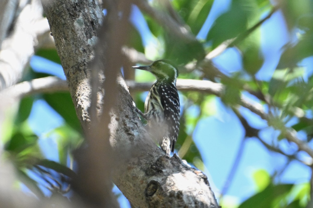 Philippine Pygmy Woodpecker - ML617019931