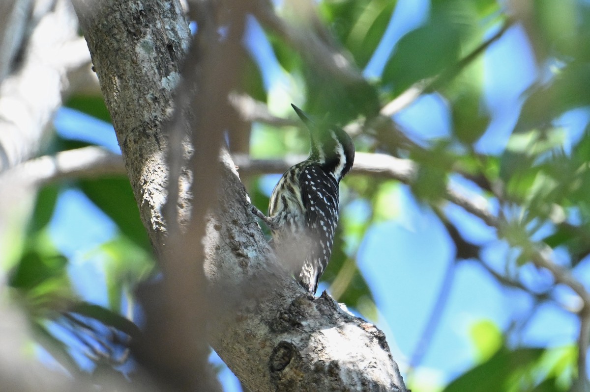 Philippine Pygmy Woodpecker - ML617019932