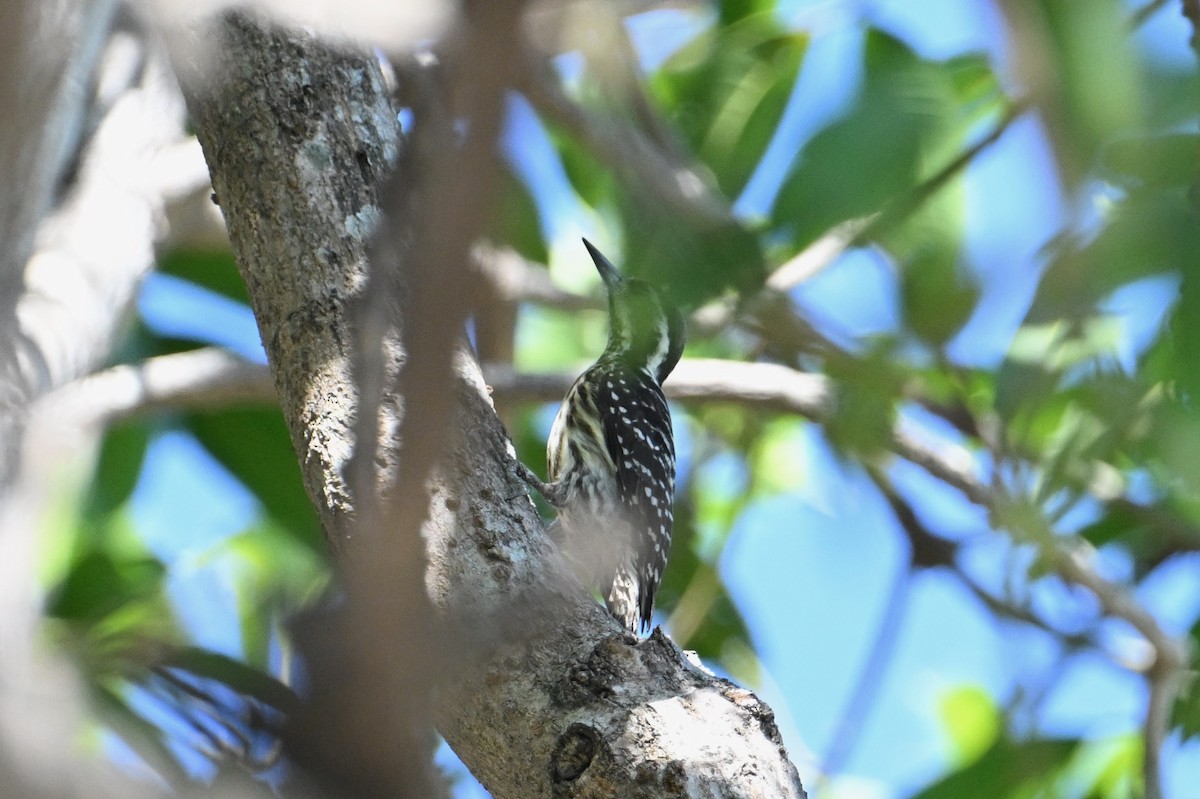 Philippine Pygmy Woodpecker - ML617019933