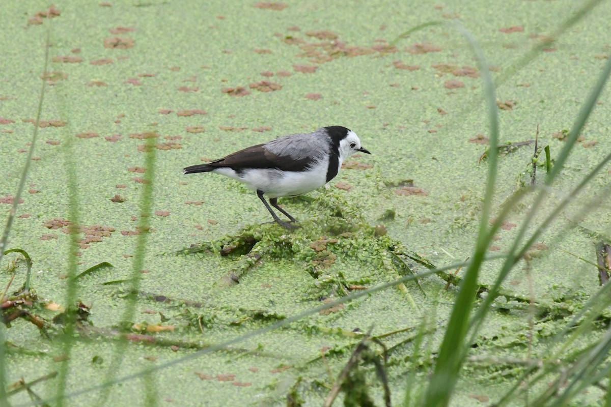 White-fronted Chat - ML617019943