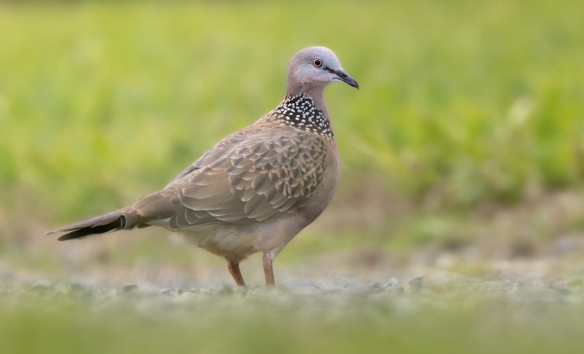 Spotted Dove - ML617020098
