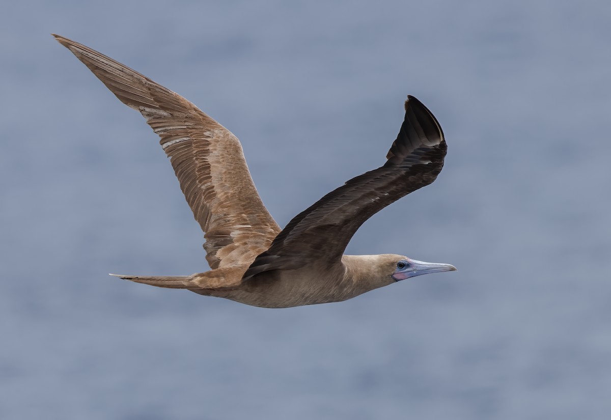 Red-footed Booby - ML617020122