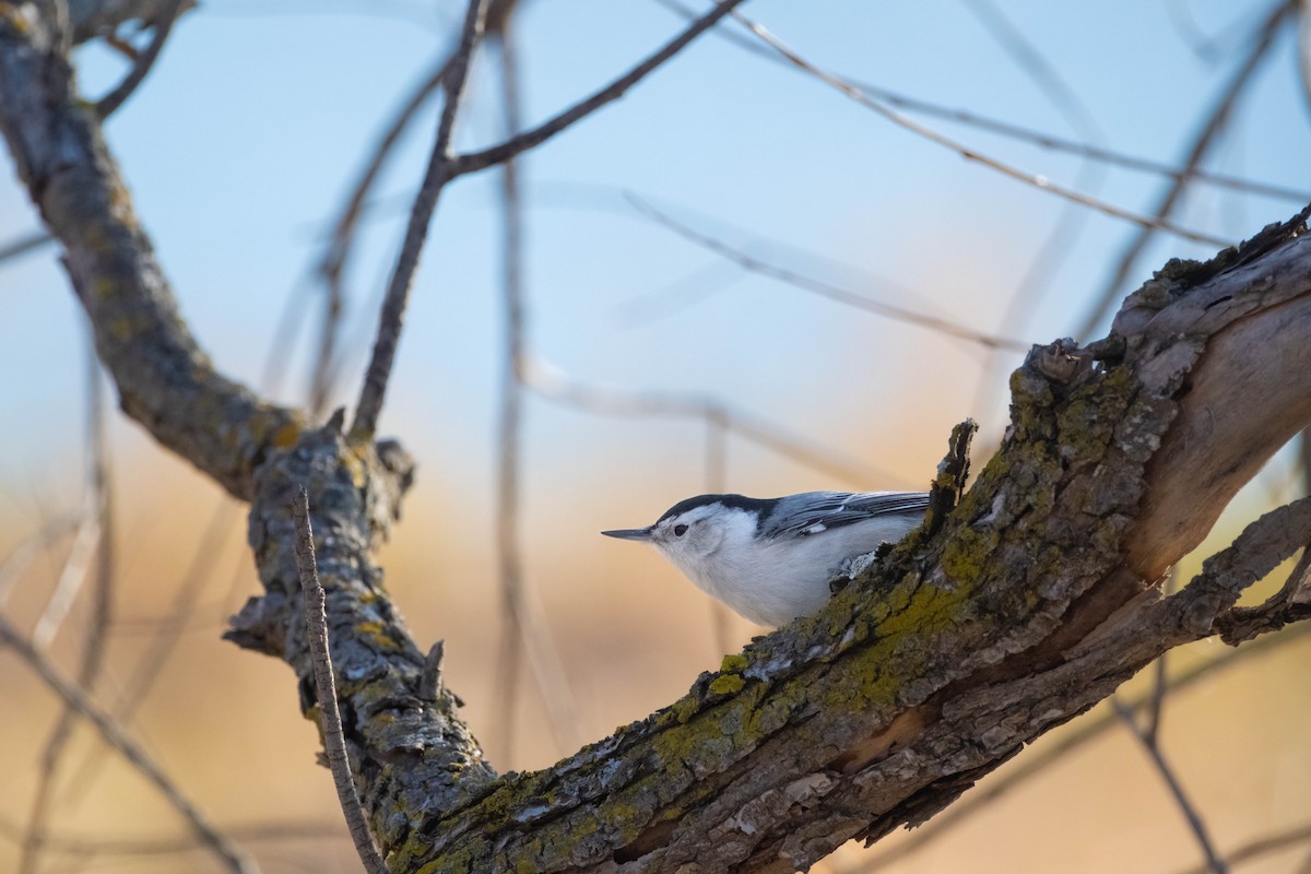 White-breasted Nuthatch - ML617020176