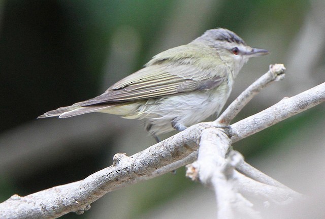 Red-eyed Vireo - Anonymous