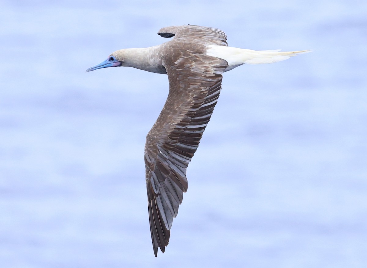 Red-footed Booby - ML617020250