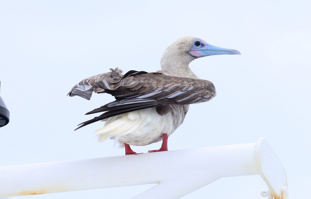 Red-footed Booby - ML617020251