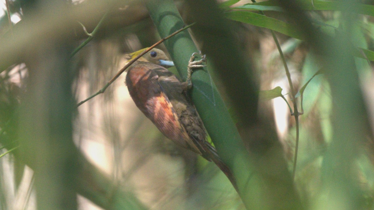 Pale-headed Woodpecker - ML617020258