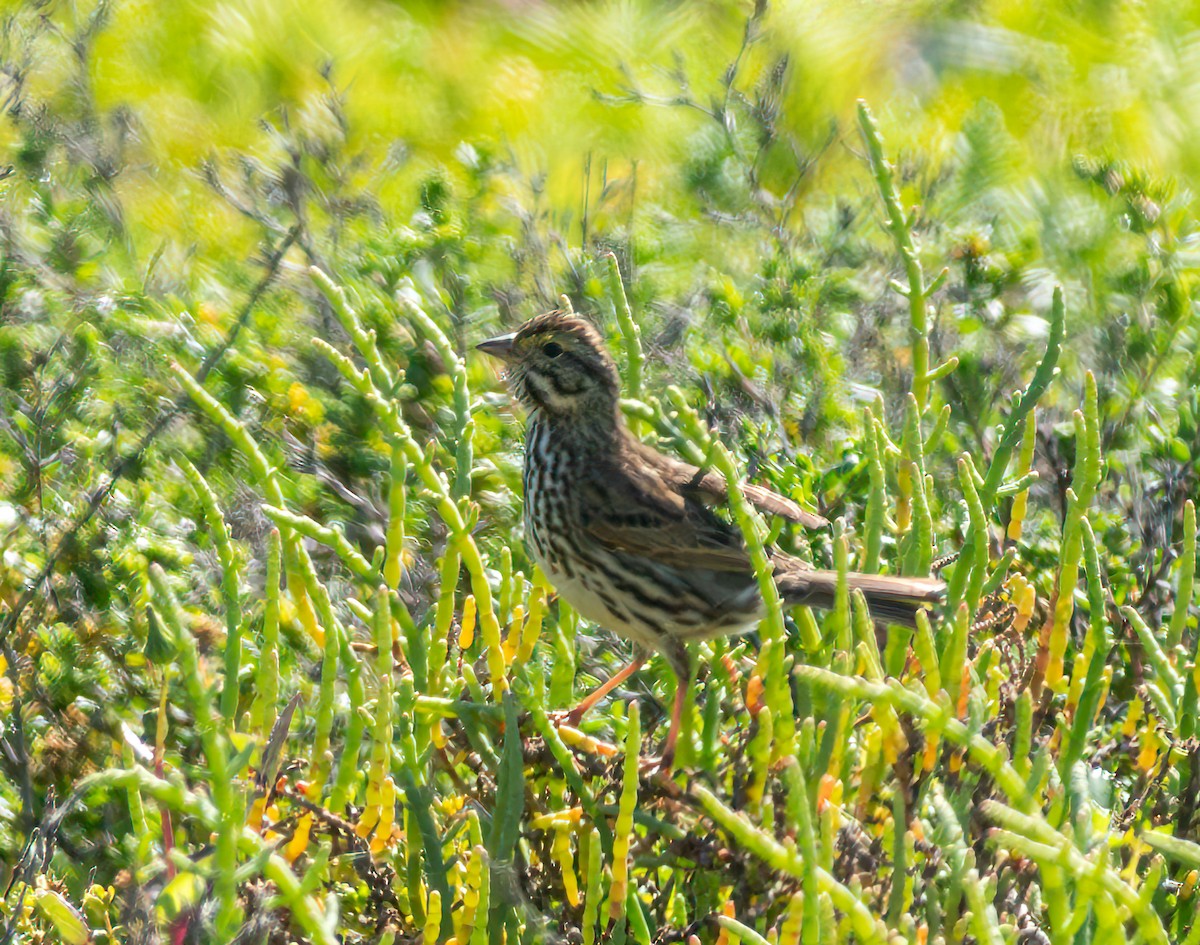 Savannah Sparrow (Belding's) - ML617020262