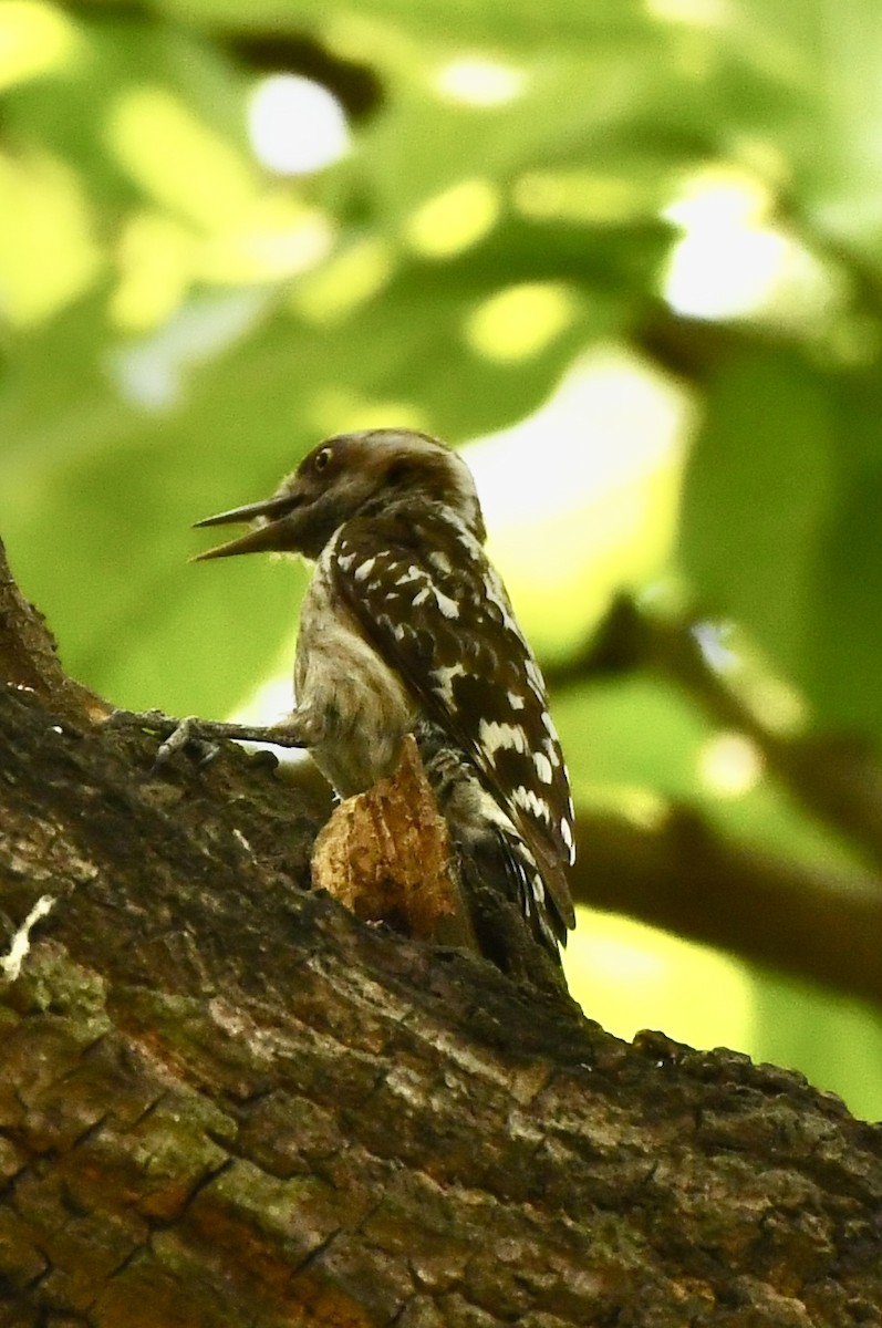 Brown-capped Pygmy Woodpecker - ML617020586