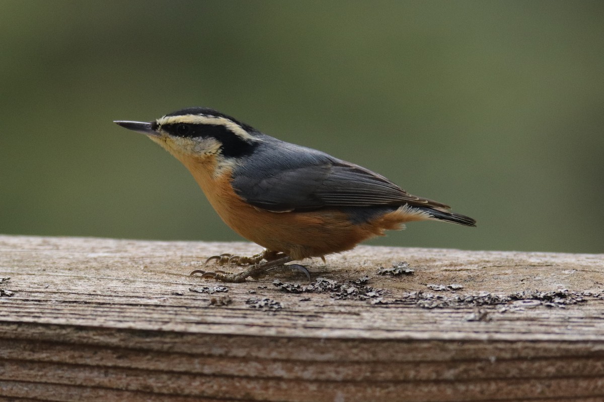 Red-breasted Nuthatch - ML617020587