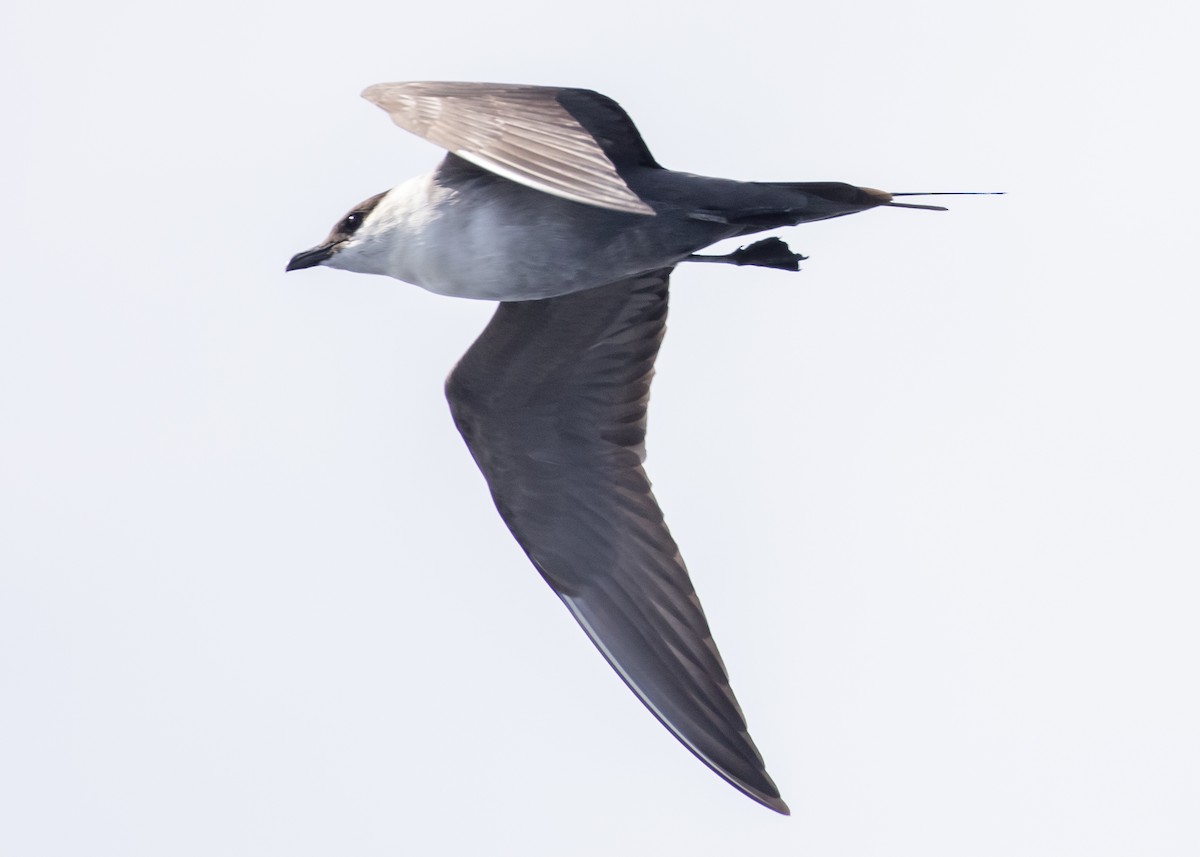 Long-tailed Jaeger - ML617020644