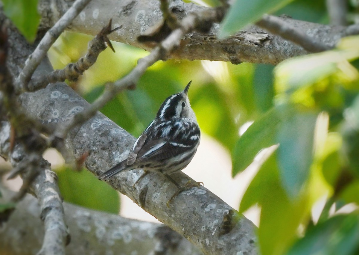 Black-and-white Warbler - ML617020659