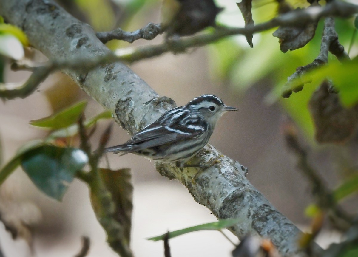 Black-and-white Warbler - ML617020661