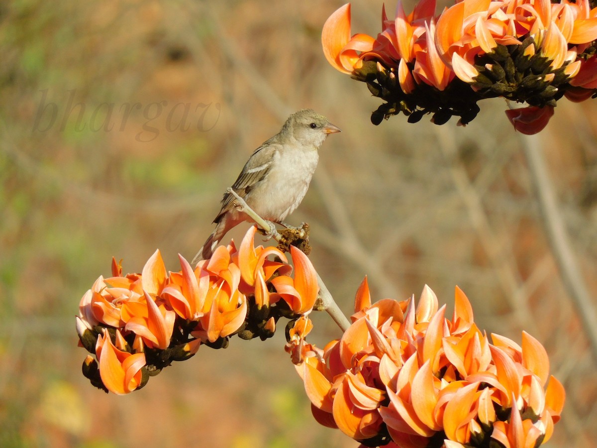 Yellow-throated Sparrow - Bhargav P