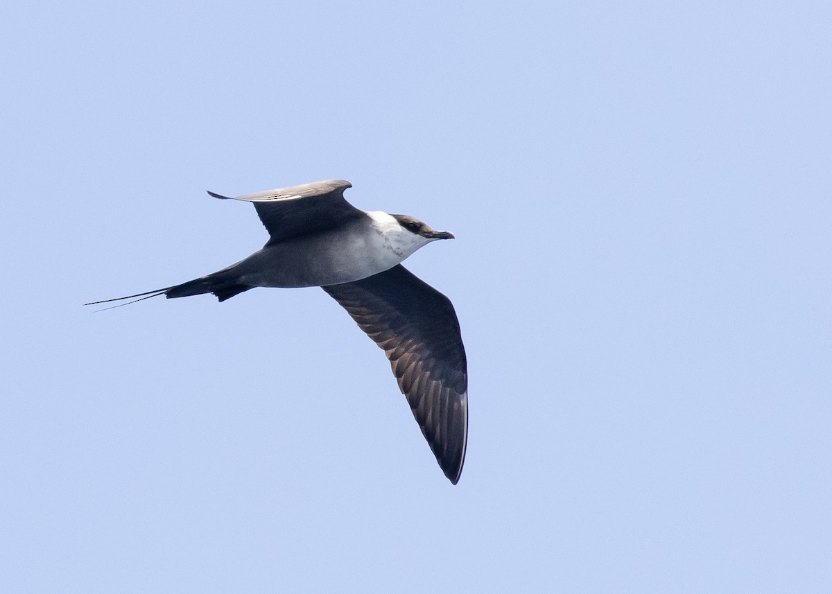 Long-tailed Jaeger - ML617020688