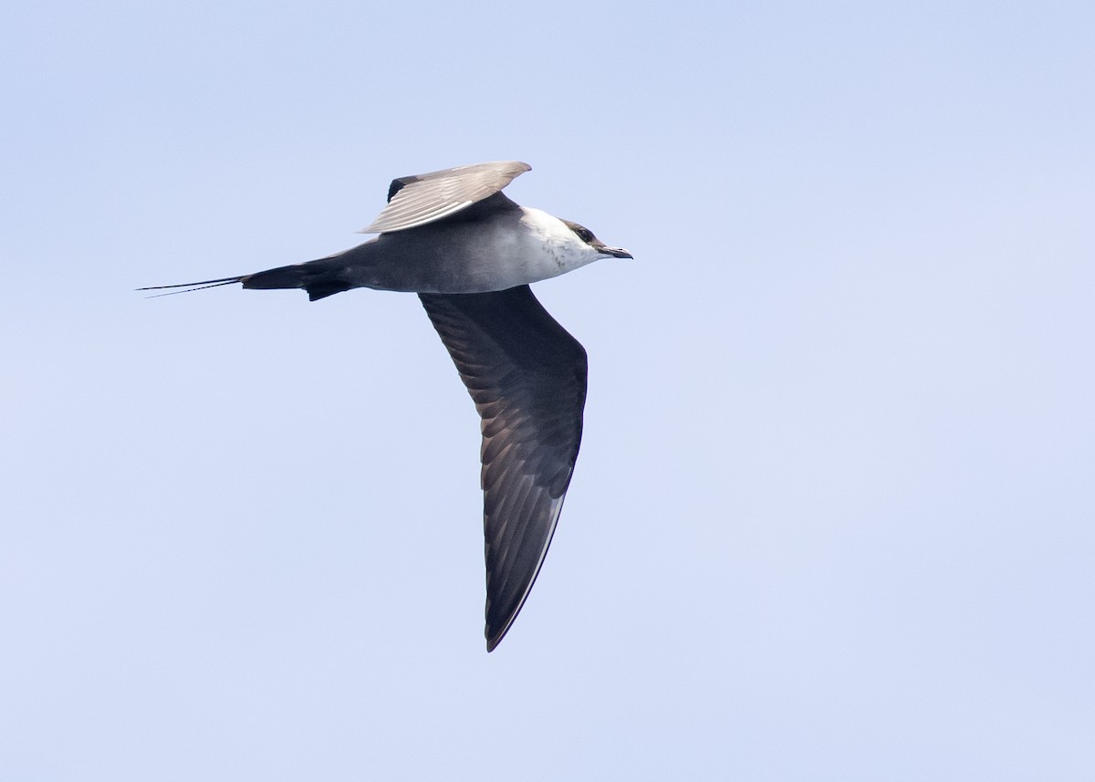 Long-tailed Jaeger - ML617020689