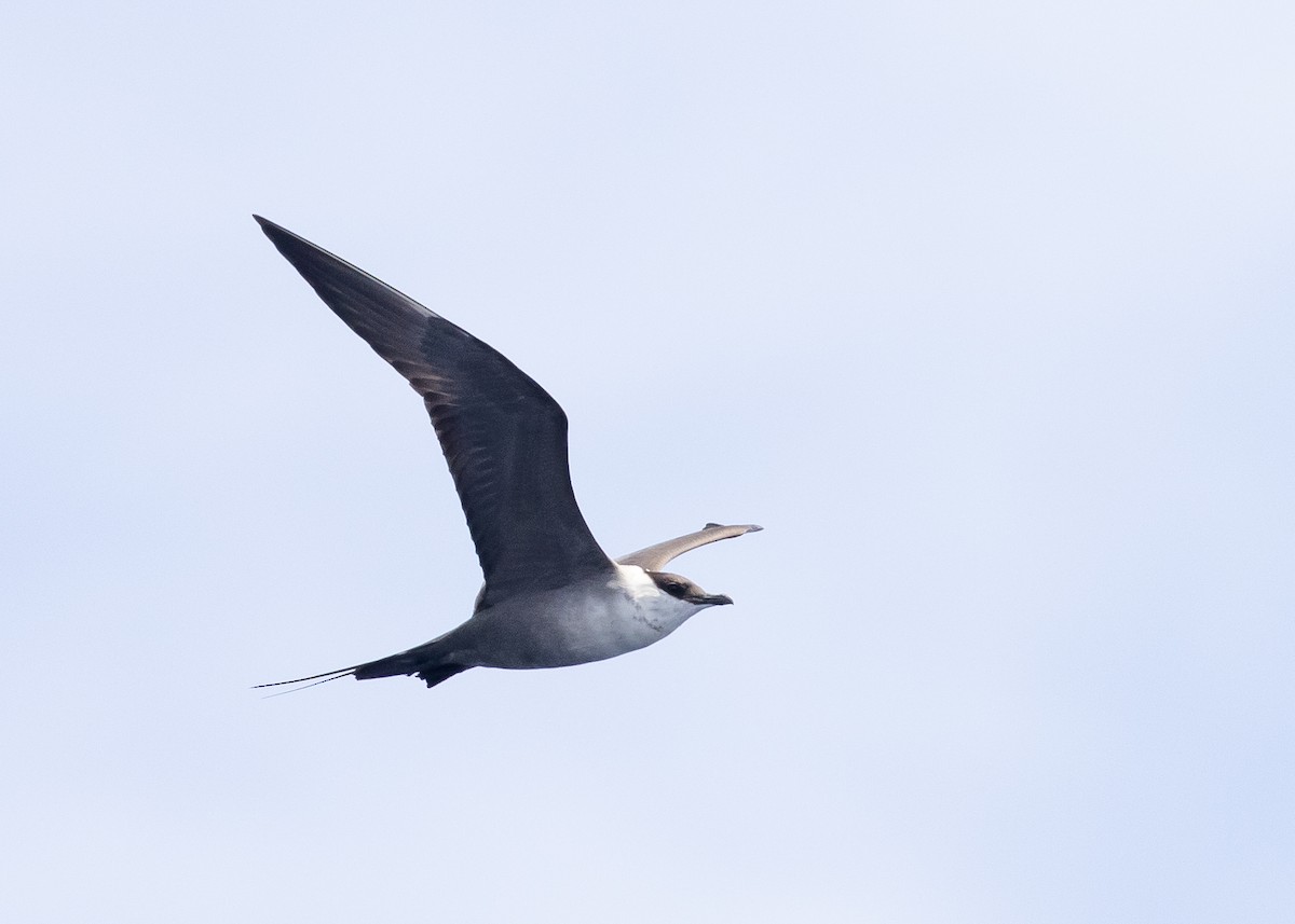 Long-tailed Jaeger - ML617020697