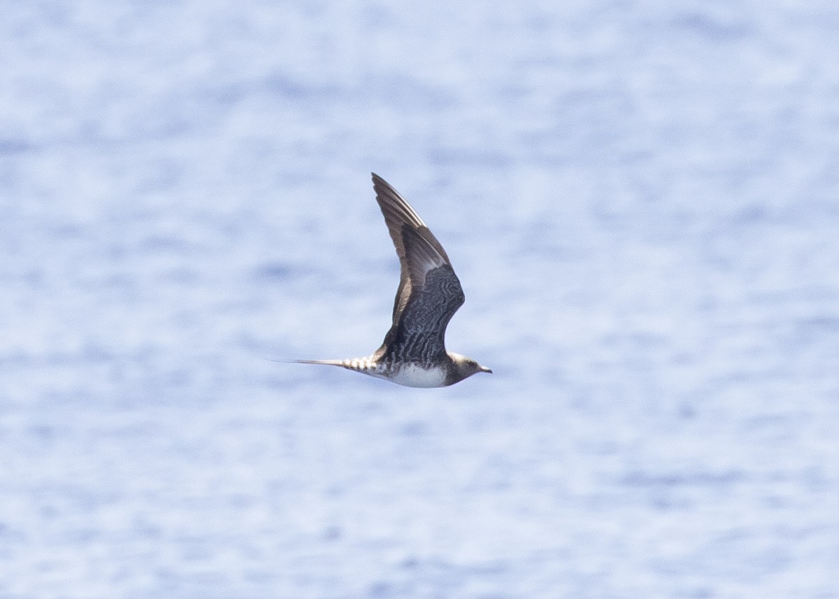 Long-tailed Jaeger - ML617020744